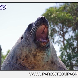 Marineland - Otaries - Portraits Steller