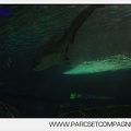 Marineland - Requins - 7356