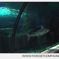 Marineland - Requins - 7357
