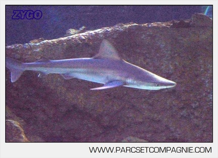 Marineland - Requins - 7360