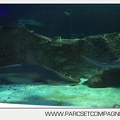 Marineland - Requins - 7362
