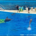 Marineland - Dauphins - Spectacle -15h30 - 0418