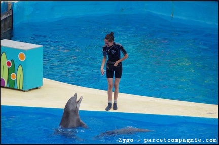 Marineland - Dauphins - Spectacle -15h30 - 0419