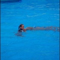 Marineland - Dauphins - Spectacle -15h30 - 0421