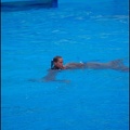 Marineland - Dauphins - Spectacle -15h30 - 0422