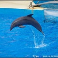 Marineland - Dauphins - Spectacle -15h30 - 0425