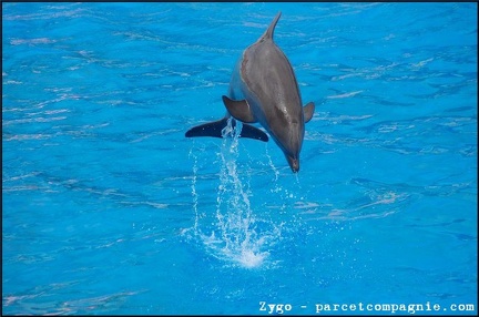 Marineland - Dauphins - Spectacle -15h30 - 0426