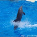 Marineland - Dauphins - Spectacle -15h30 - 0427