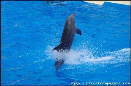 Marineland - Dauphins - Spectacle -15h30 - 0427