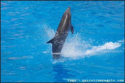 Marineland - Dauphins - Spectacle -15h30 - 0428