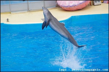 Marineland - Dauphins - Spectacle -15h30 - 0429