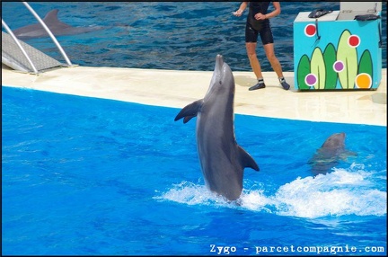 Marineland - Dauphins - Spectacle -15h30 - 0431