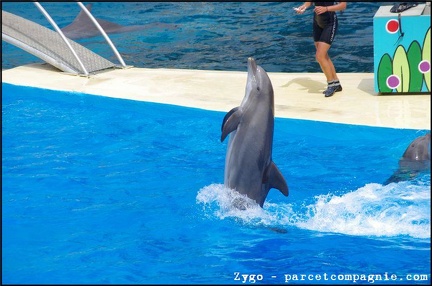 Marineland - Dauphins - Spectacle -15h30 - 0432
