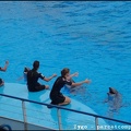 Marineland - Dauphins - Spectacle -15h30 - 0441
