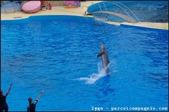 Marineland - Dauphins - Spectacle -15h30 - 0443