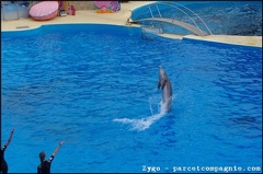Marineland - Dauphins - Spectacle -15h30 - 0444