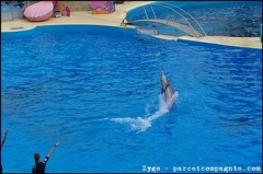 Marineland - Dauphins - Spectacle -15h30 - 0445