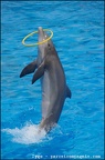 Marineland - Dauphins - Spectacle -15h30 - 0446