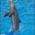 Marineland - Dauphins - Spectacle -15h30 - 0447
