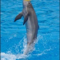 Marineland - Dauphins - Spectacle -15h30 - 0448