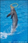 Marineland - Dauphins - Spectacle -15h30 - 0448
