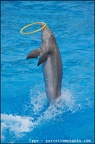 Marineland - Dauphins - Spectacle -15h30 - 0449