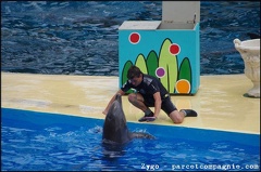 Marineland - Dauphins - Spectacle -15h30 - 0451