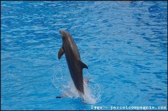 Marineland - Dauphins - Spectacle -15h30 - 0453