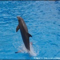 Marineland - Dauphins - Spectacle -15h30 - 0453