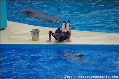 Marineland - Dauphins - Spectacle -15h30 - 0454