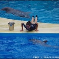 Marineland - Dauphins - Spectacle -15h30 - 0454