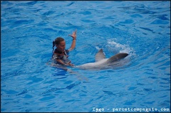 Marineland - Dauphins - Spectacle -15h30 - 0458