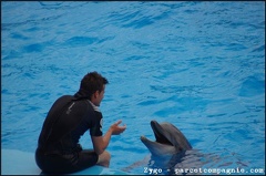 Marineland - Dauphins - Spectacle -15h30 - 0465
