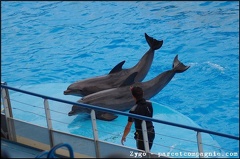 Marineland - Dauphins - Spectacle -15h30 - 0466