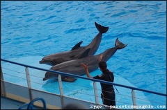 Marineland - Dauphins - Spectacle -15h30 - 0467