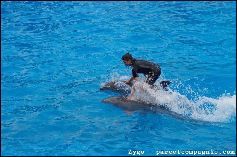 Marineland - Dauphins - Spectacle -15h30 - 0471
