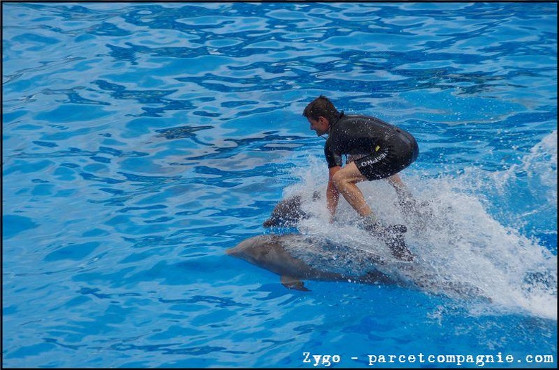 Marineland - Dauphins - Spectacle -15h30 - 0472