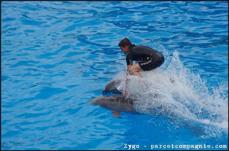 Marineland - Dauphins - Spectacle -15h30 - 0473