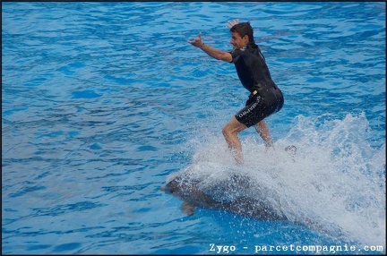Marineland - Dauphins - Spectacle -15h30 - 0474