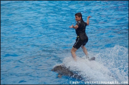 Marineland - Dauphins - Spectacle -15h30 - 0475