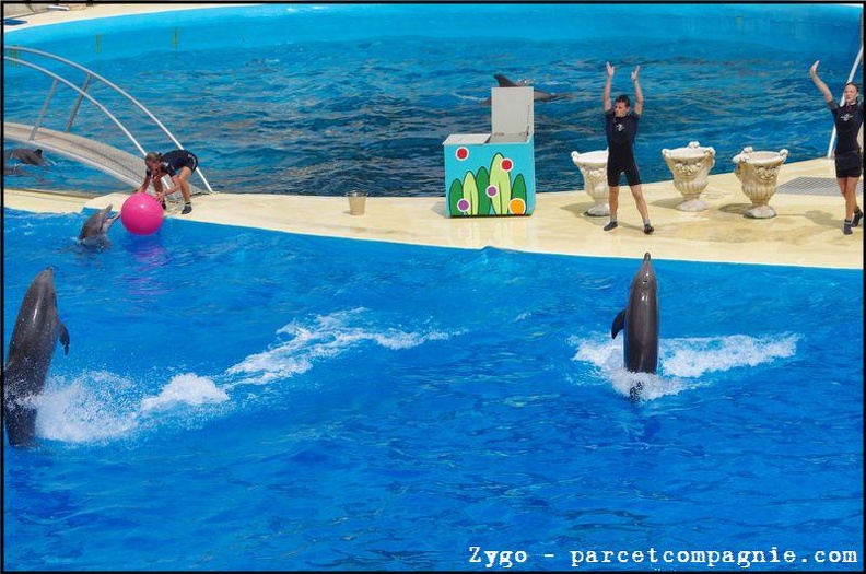 Marineland - Dauphins - Spectacle -15h30 - 0478