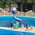 Marineland - Dauphins - Spectacle -15h30 - 0479