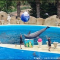Marineland - Dauphins - Spectacle -15h30 - 0481