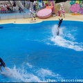 Marineland - Dauphins - Spectacle -15h30 - 0490