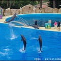 Marineland - Dauphins - Spectacle -15h30 - 0494