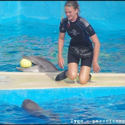Marineland - Dauphins - Spectacle - 18h00