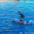 Marineland - Dauphins - Spectacle - 18h00 - 0506