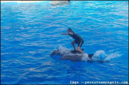 Marineland - Dauphins - Spectacle - 18h00 - 0506