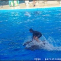 Marineland - Dauphins - Spectacle - 18h00 - 0509