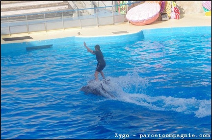 Marineland - Dauphins - Spectacle - 18h00 - 0510